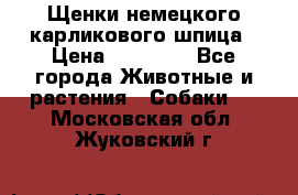 Щенки немецкого карликового шпица › Цена ­ 20 000 - Все города Животные и растения » Собаки   . Московская обл.,Жуковский г.